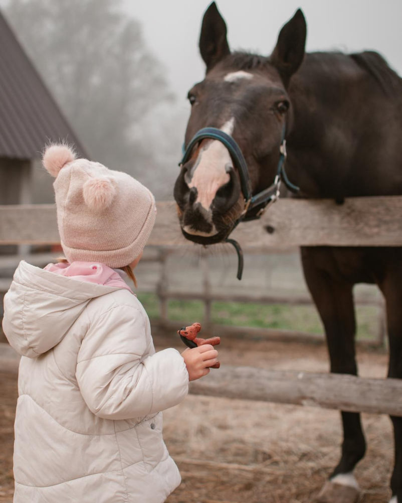 Poceni šola jahanja Goriška