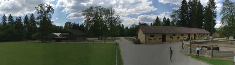 Fizioterapija s konji Novo mesto