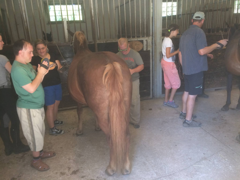 Terapija s konji Novo mesto