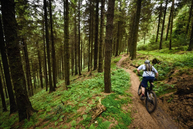 Trajnostno gospodarjenje s slovenskimi zasebnimi gozdovi Slovenija