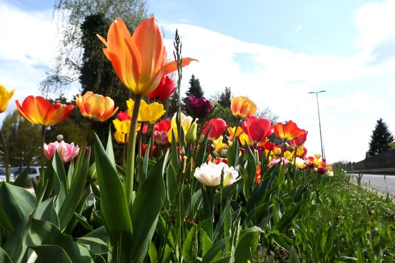 Urejanje grobov Mestno pokopališče Celje