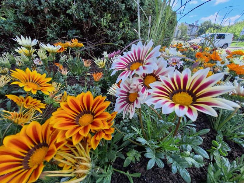 Skrb za in urejanje grobov na Mestnem pokopališču Celje, Savinjska
