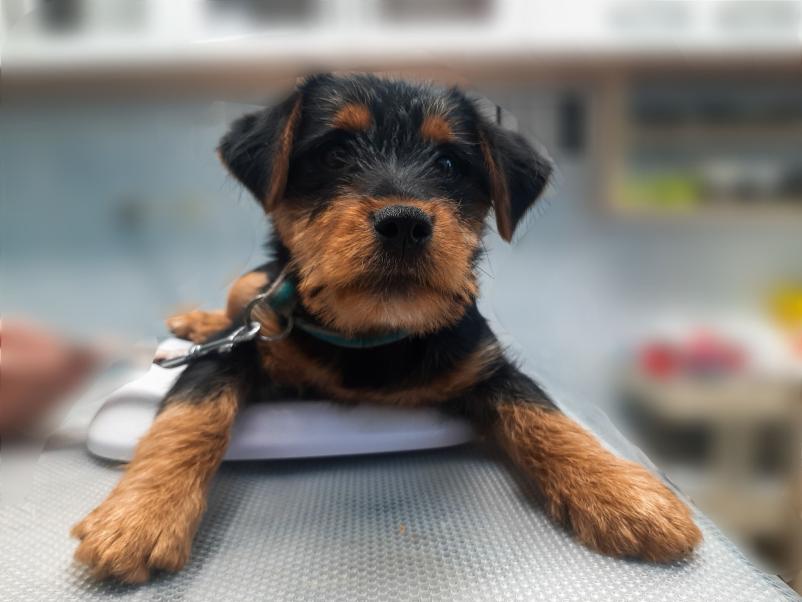 Veterinarski pregledi Vipava, okolica