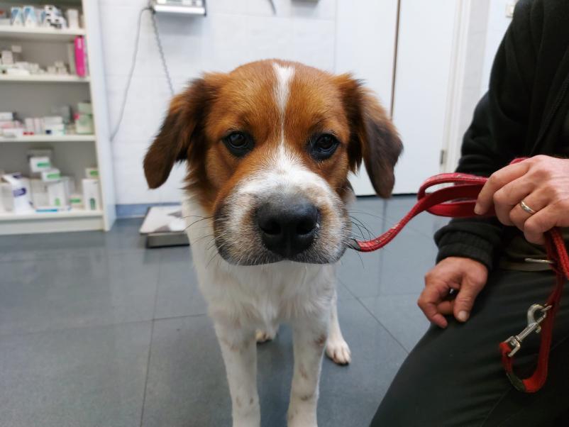 Strokovni veterinarski pregledi Vipava, Goriška