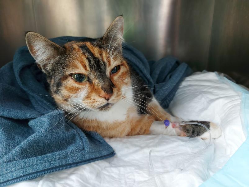 Strokovni veterinarski pregledi Vipava, Primorska