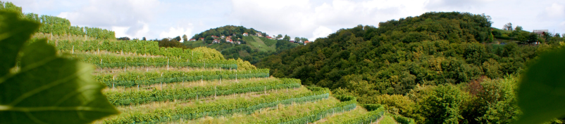 Vrhunska vina Haloze