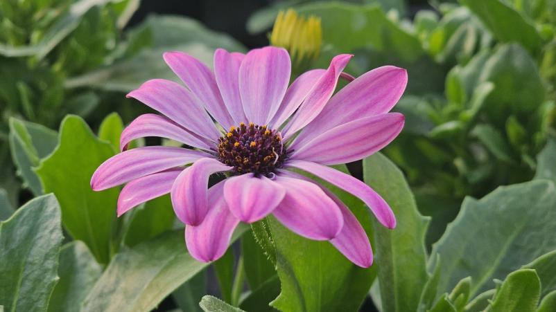 Prodaja rož Dolenjska