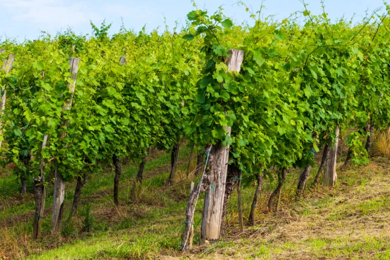 Dobra hrana in vino Šempas