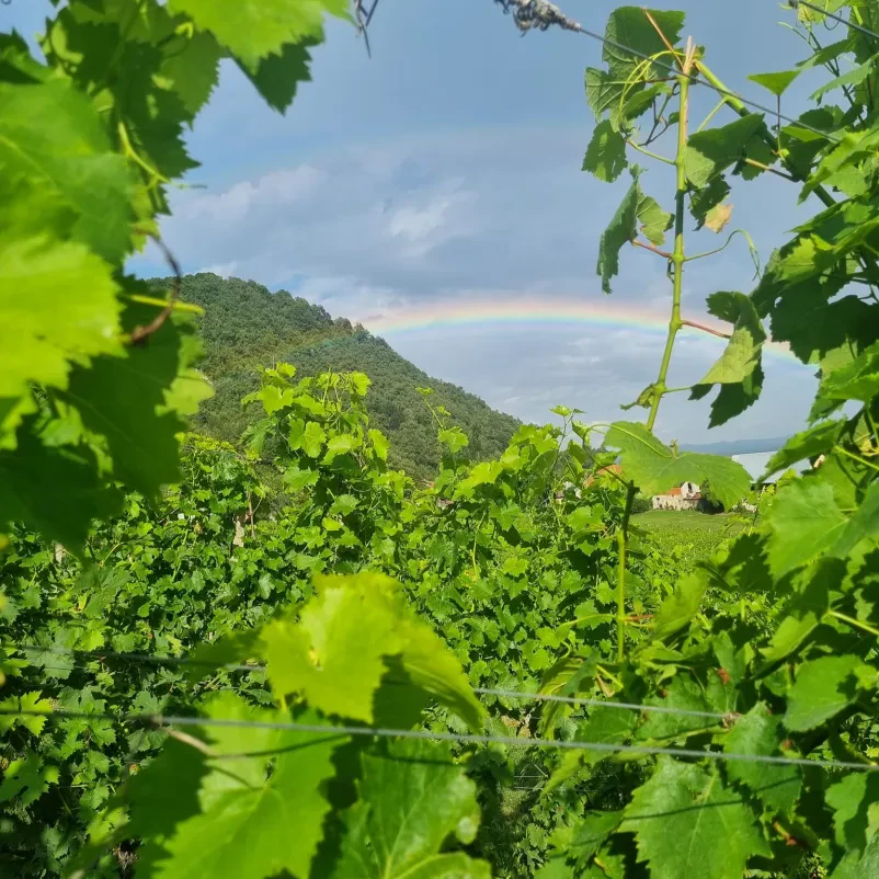 Ekološko vino