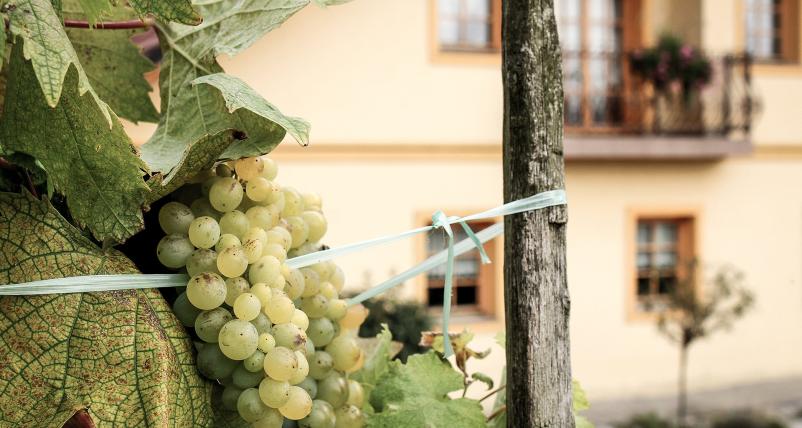 Gostilna za poroke Rogaška Slatina - Gostišče Pod Goro