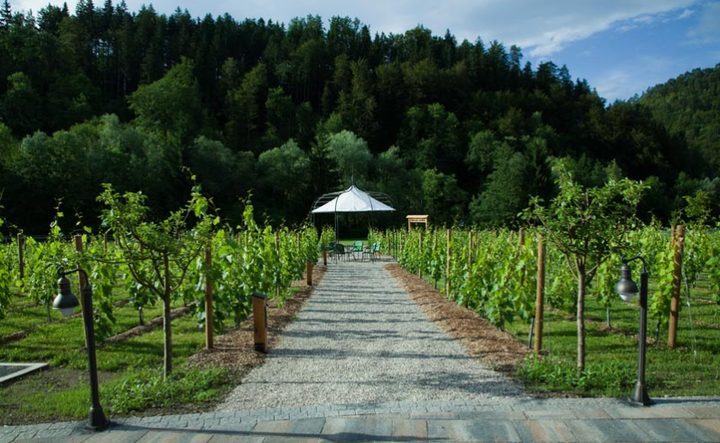 Mastnak and Frelih winery Posavje