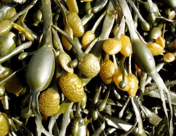 Najboljša naravna organska gnojila Slovenija