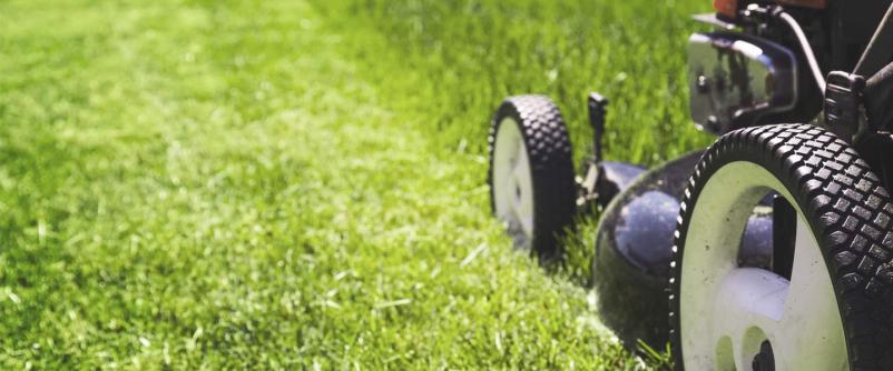 Obrezovanje drevja v Ljubljani