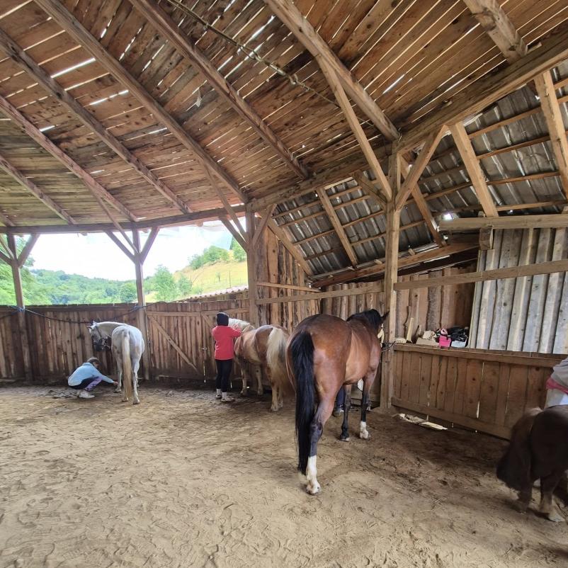 Team-building in piknik s konji Zgornja Kungota