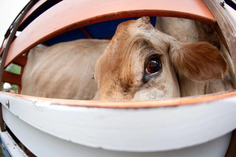 Prevoz živih živali Slovenija