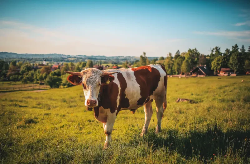 Prehrana za živali Gorenjska