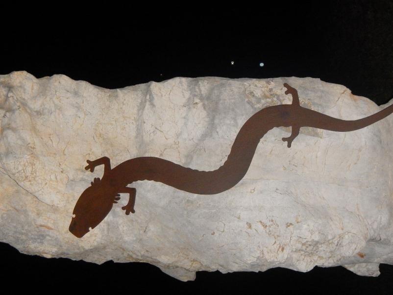 Raziskovalna dejavnost in varstvo človeške ribice