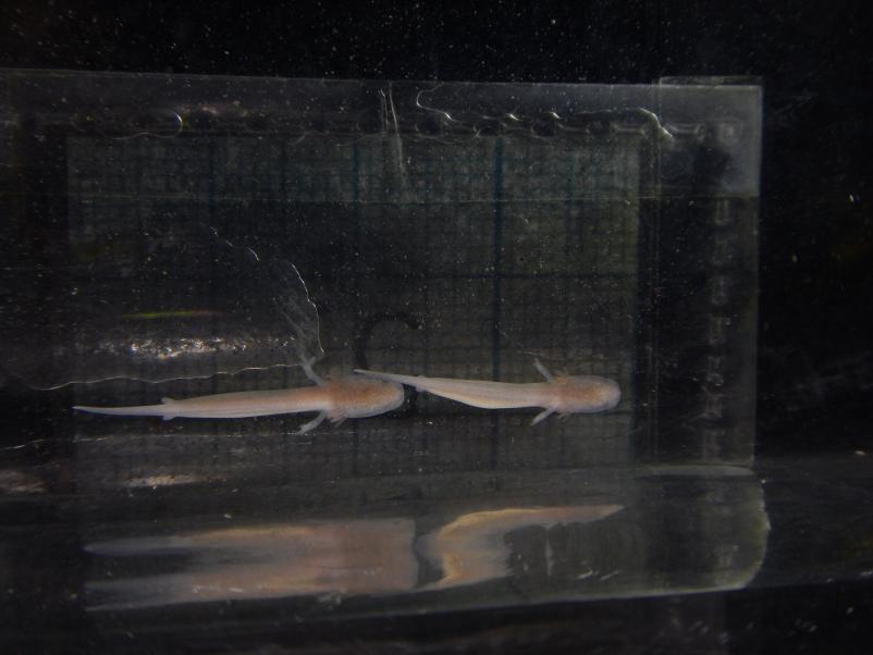 Raziskovanje in varstvo človeške ribice