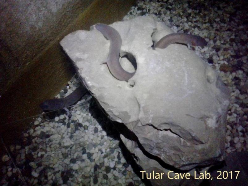 Raziskovanje in varstvo človeške ribice Slovenija