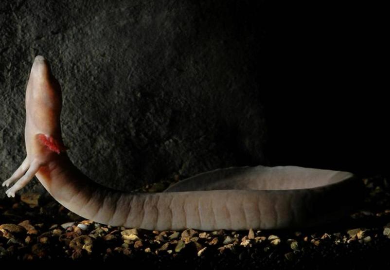 Vas zanima raziskovalna dejavnost in varstvo človeške ribice?