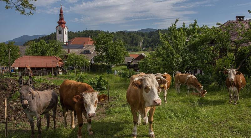 Nočitev na turistični kmetiji Bled