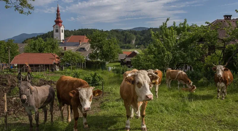 Nočitev na turistični kmetiji Bled