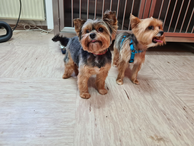 Cepljenje malih živali Postojna, Notranjska