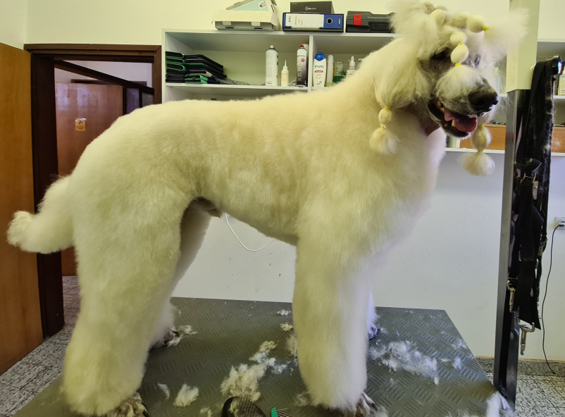 Ugodno cepljenje malih živali Postojna, Notranjska