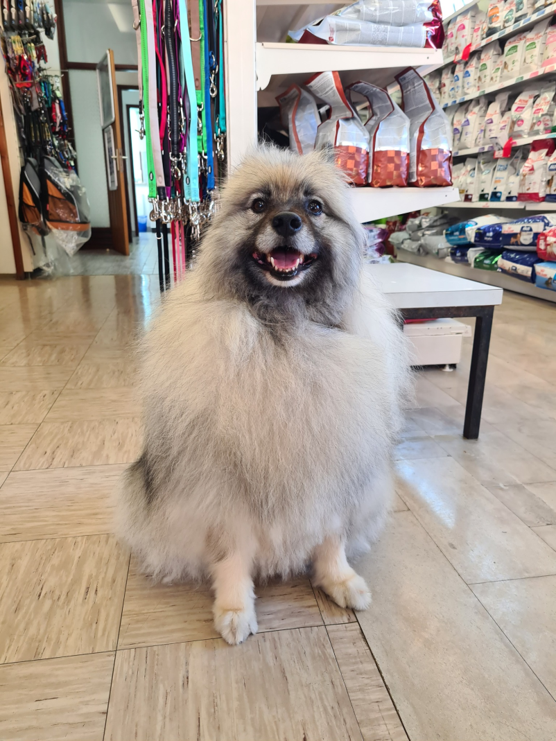 Cepljenje živali v Postojni in okolici