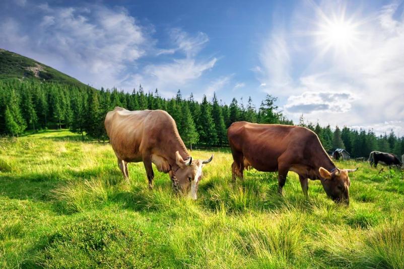 Certificiranje kmetijskih pridelkov Maribor