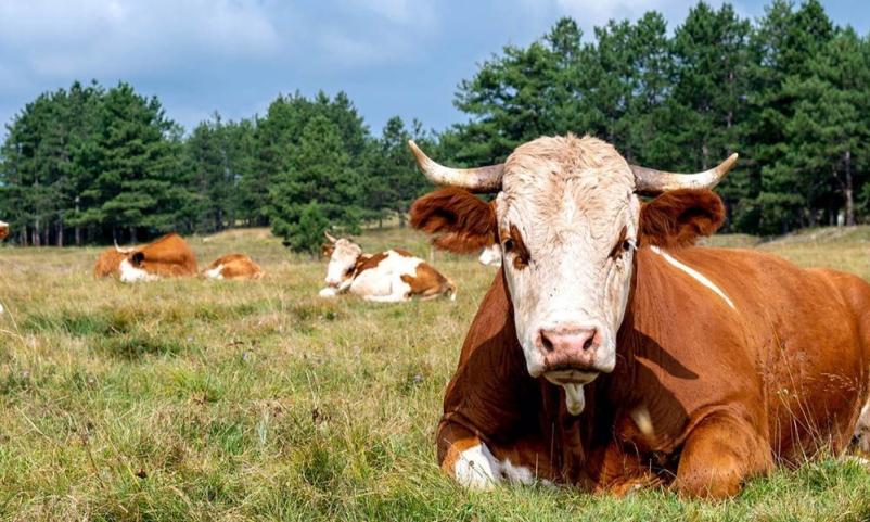 Certificiranje kmetijskih pridelkov in proizvodov Maribor, Štajerska