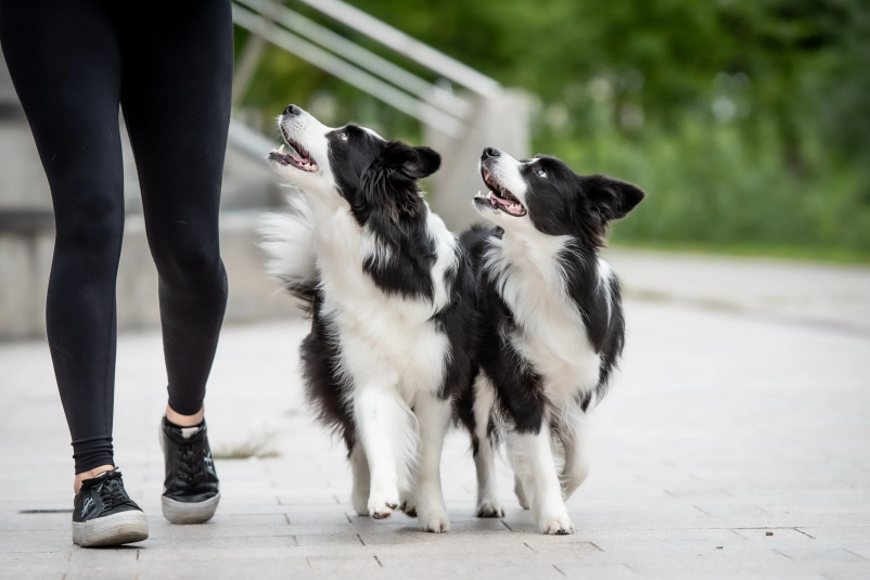Pasja šola Trbovlje
