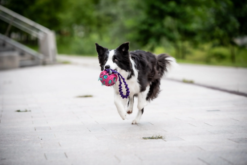 Šola za pse Trbovlje
