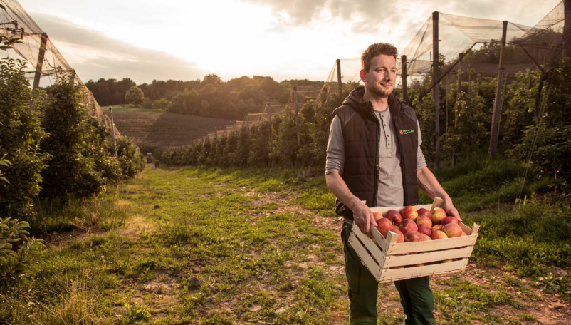 Prodaja vrhunskih jabolk Štajerska