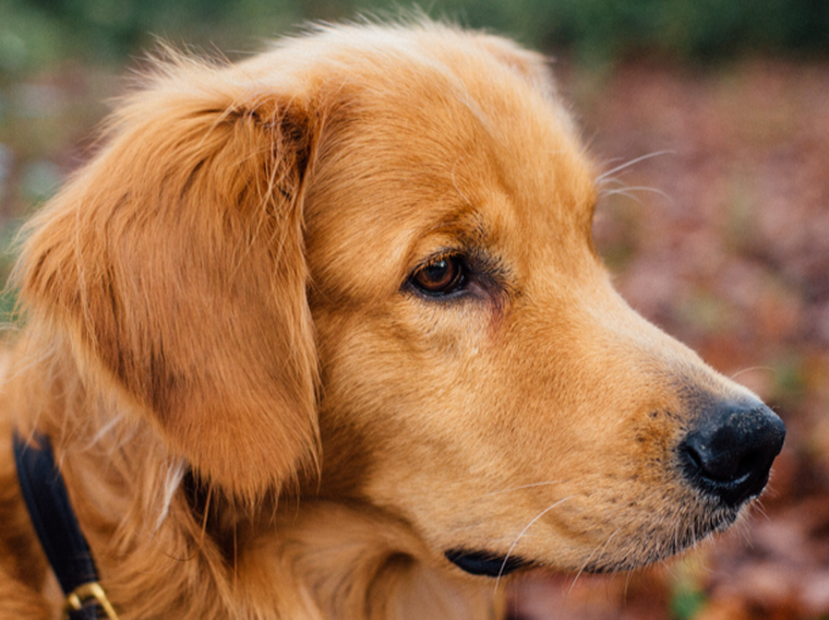 Šolanje in vzgoja psov Zagorje