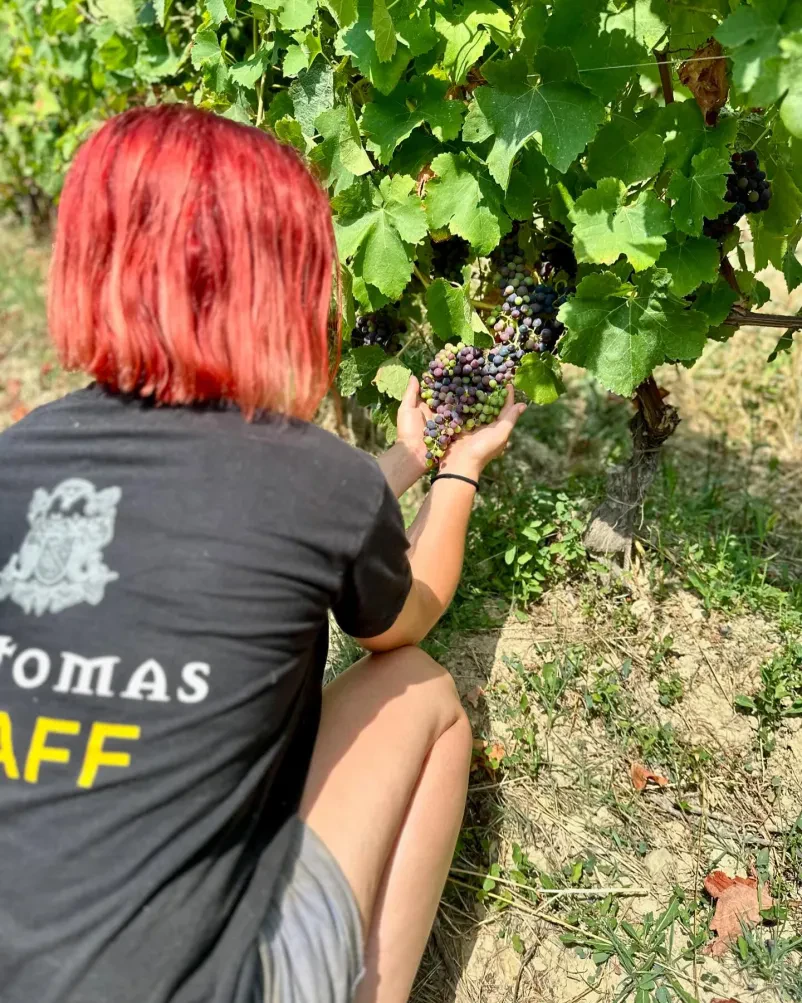 Kvalitetna vina Santomas Primorska