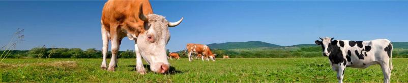 Biološke čistilne naprave za kmetijstvo in živinorejo Slovenija