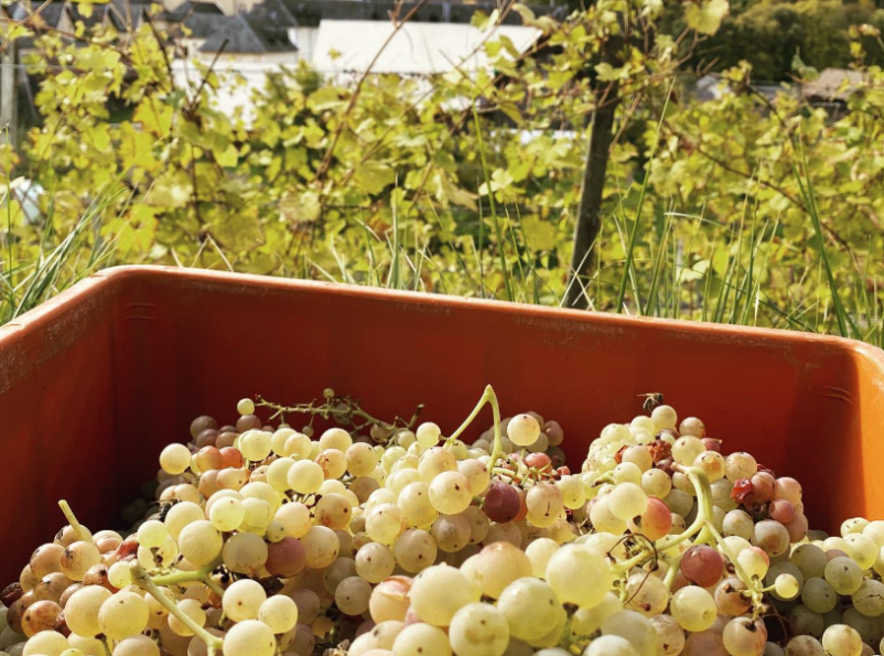 Degustacije vin na Dolenjskem