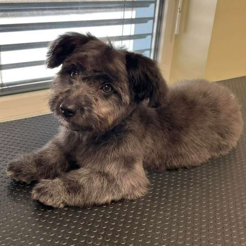 Dober pasji salon Dolenjska