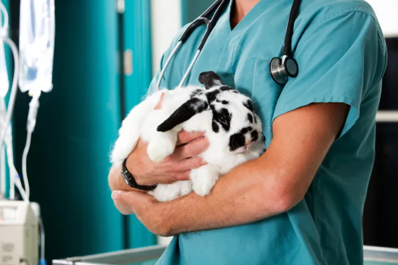 Dober veterinar v Beli krajini