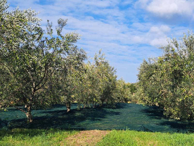 Domače olivno olje Škofije
