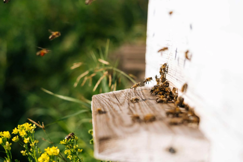 Če vas zanima nakup ekoloških ali medenih izdelkov, preverite našo spletno prodajo!