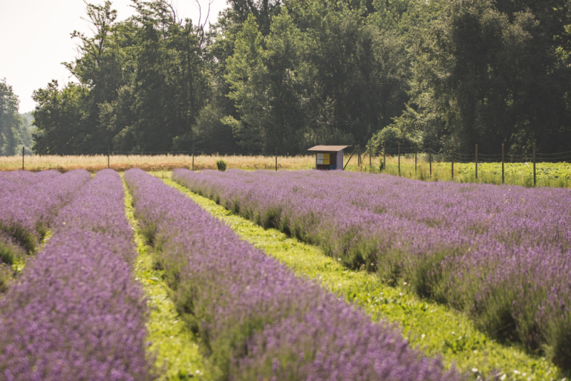 Izdelki iz sivke Pomurje