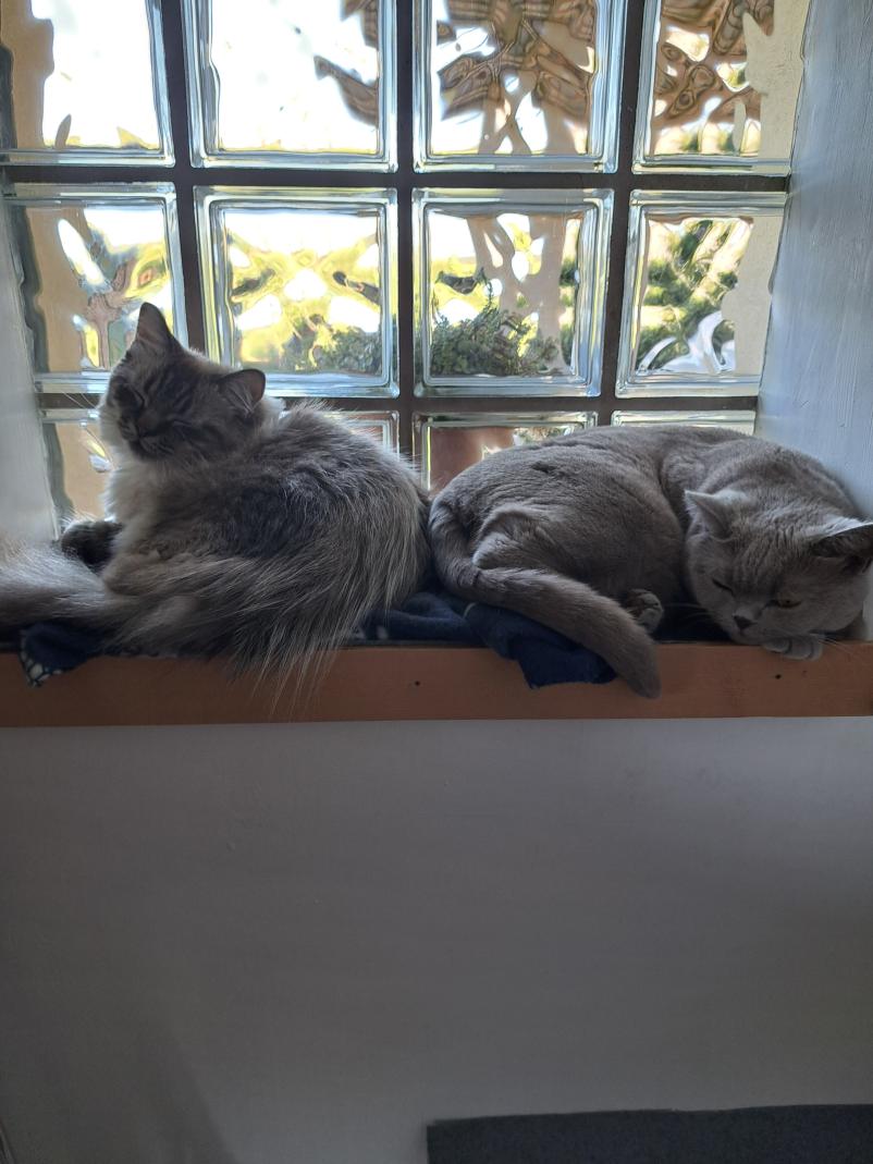 Dober hotel za mačke Štajerska