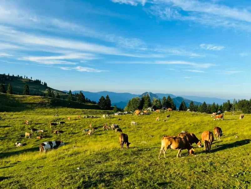 Prostor za zaključene družbe na Veliki planini