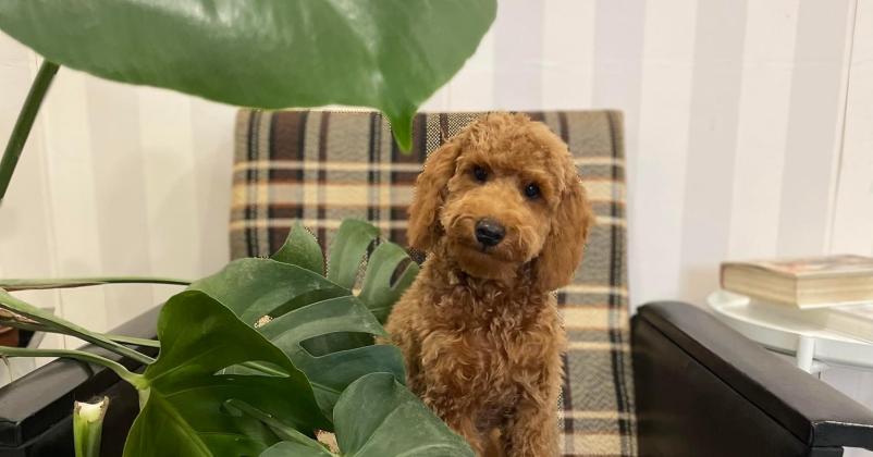 Nega psičkov Gorenjska