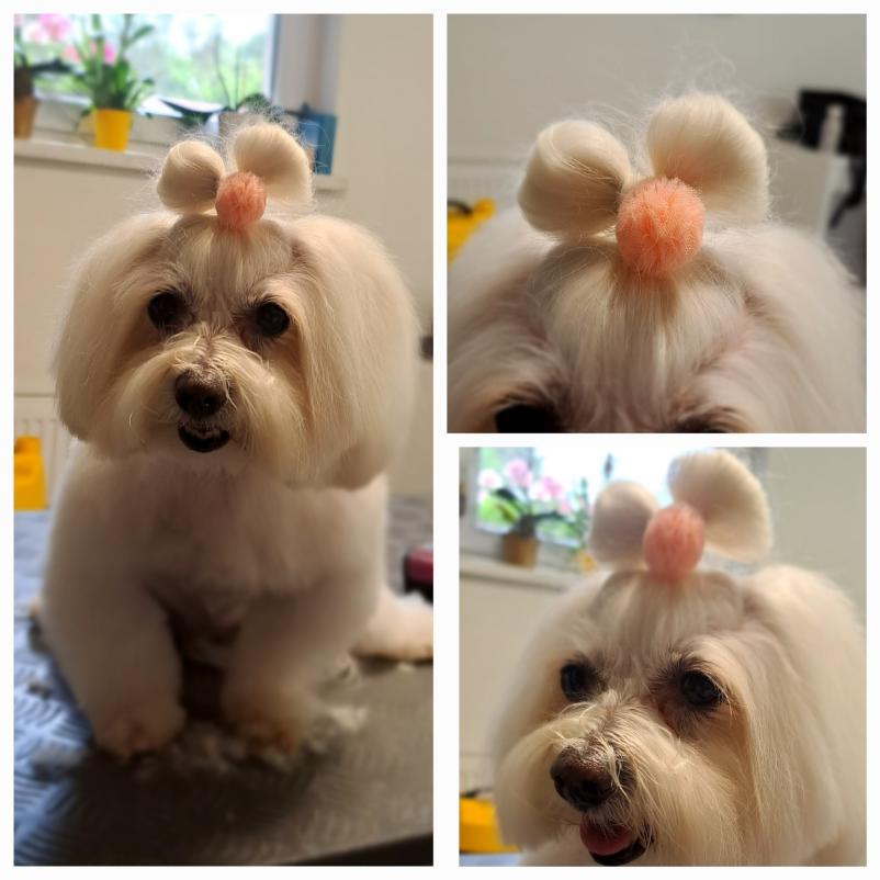 Pasji salon Trbovlje