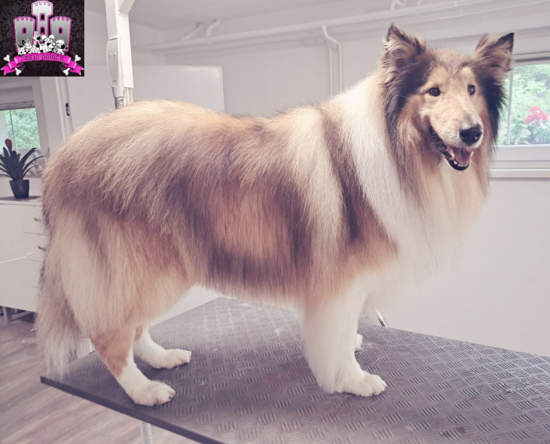 Dober pasji salon v Trbovljah