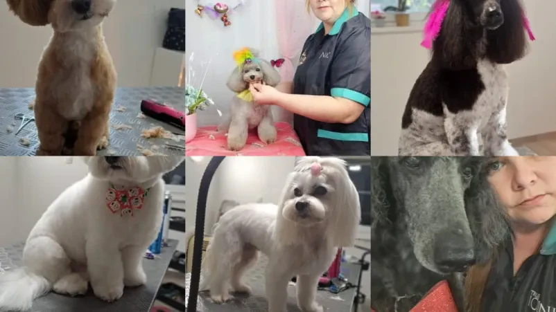 Pasja nega Trbovlje