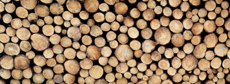 Transport, žaganje in prodaja lesa